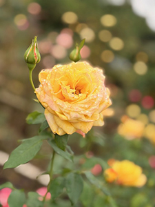 今年も花菜ガーデンに行ってきました。